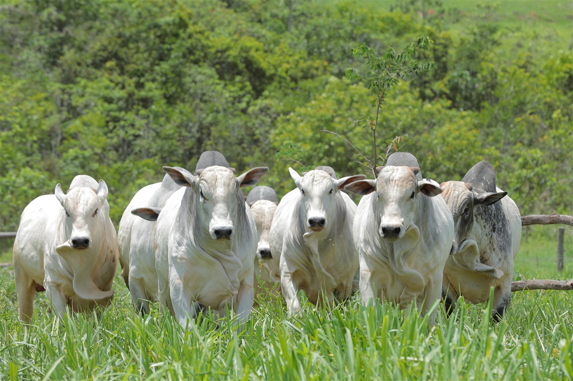 Panza Agropecuária promove Dia de Campo e Feira Agrícola